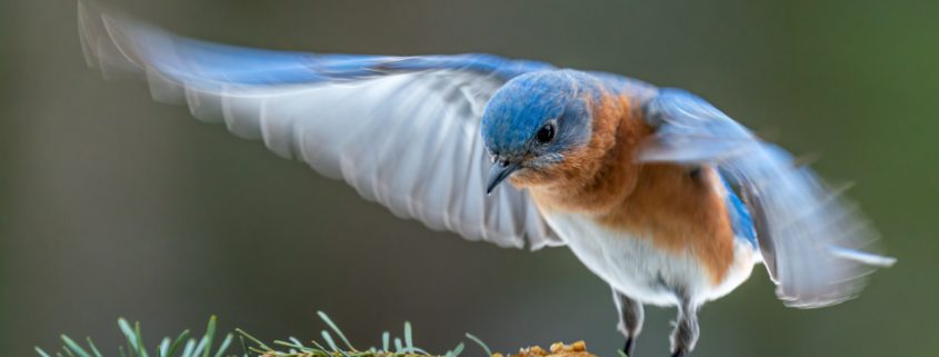 A bluebird is flapping its wings as it prepares to hand on a branch.